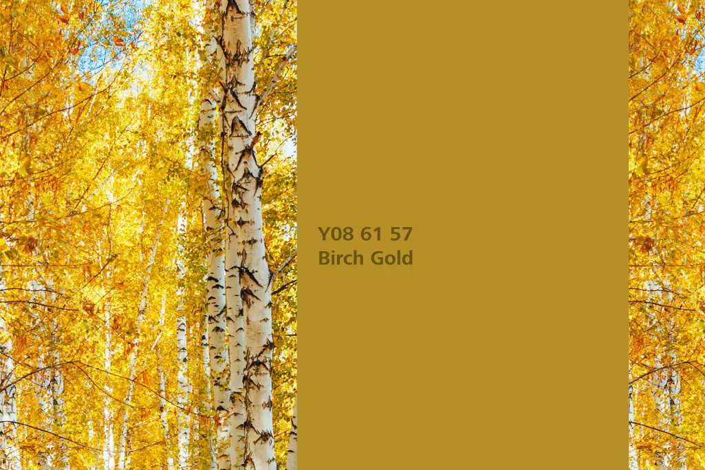 Kolor Birch Gold, brzoza (Betula pendula), kolor natury Interior Colors 24+
