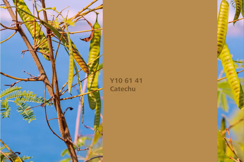 Kolor Catechu, akacja gerbera (Senegalia catechu), kolor natury Interior Colors 24+