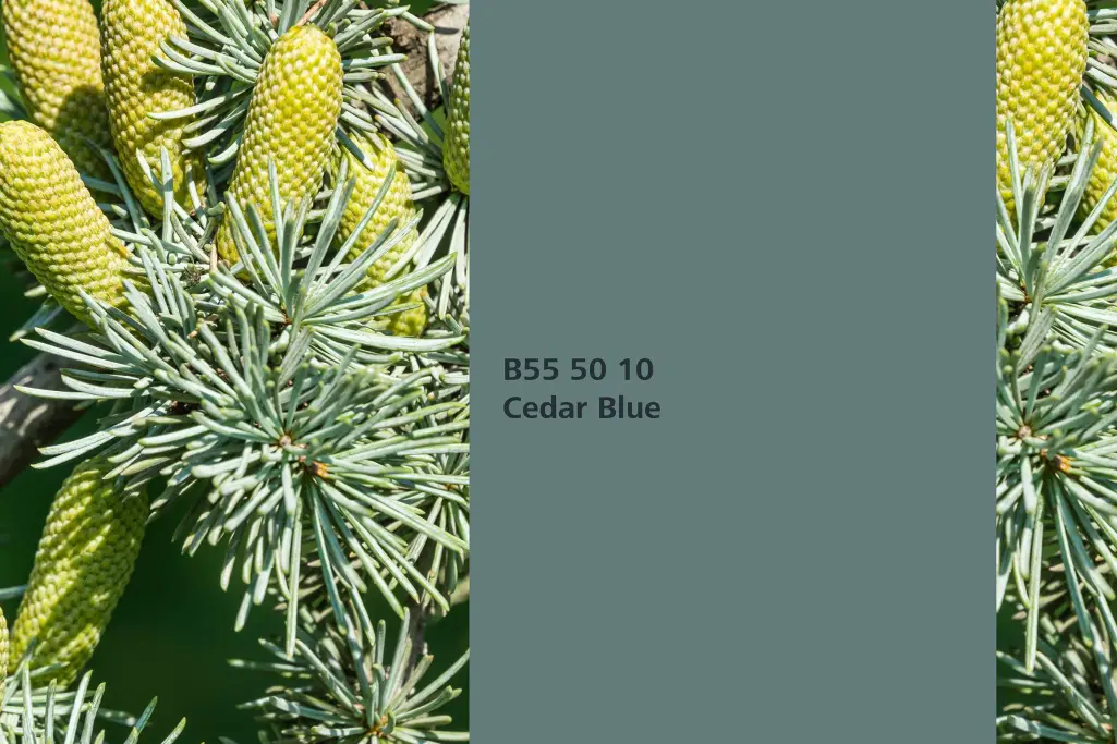 Kolor Cedar Blue,cedr atlaski niebieski (Cedrus), kolor natury Interior Colors 24+