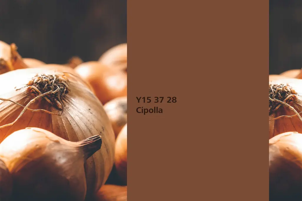 Kolor Cipolla, cebula (Allium cepa), kolor natury Interior Colors 24+