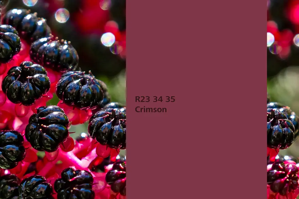 Kolor Crimson, szkarłatka amerykańska(Phytolacca americana), kolor natury Interior Colors 24+