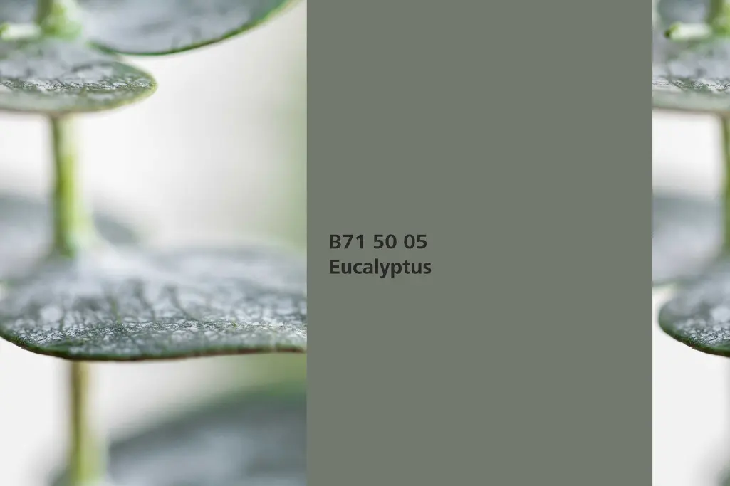 Kolor Eucalyptus, liście eukaliptusa(Eucalyptus), kolor natury Interior Colors 24+