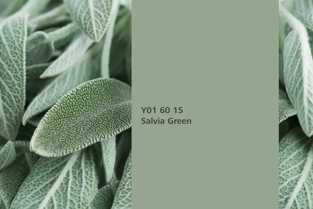 Kolor Salvia Green, roslina barwiąca szławia lekarska, kolor natury Interior Colors 24+