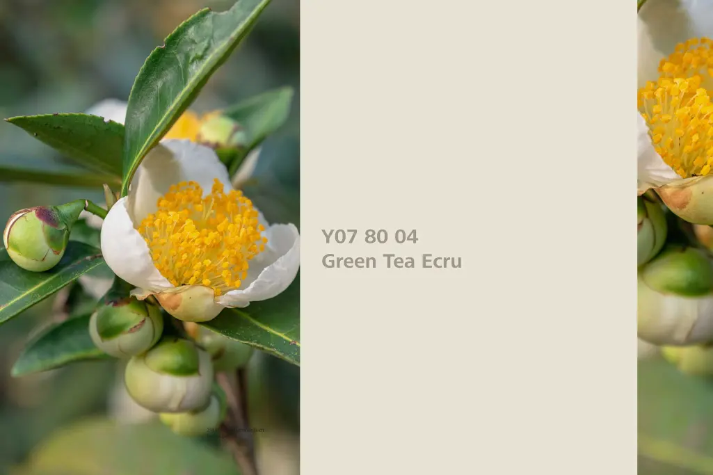 Kolor Green Tea Ecru, roślina barwiąca zielona herbata Camellia,  kolor natury Interior Colors 24+