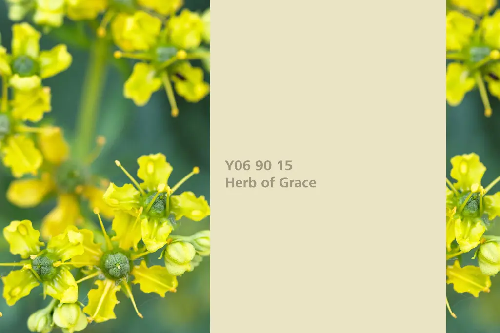 Kolor Herb of Grace, roślina barwiąca ruta, kolor natury Interior Colors 24+