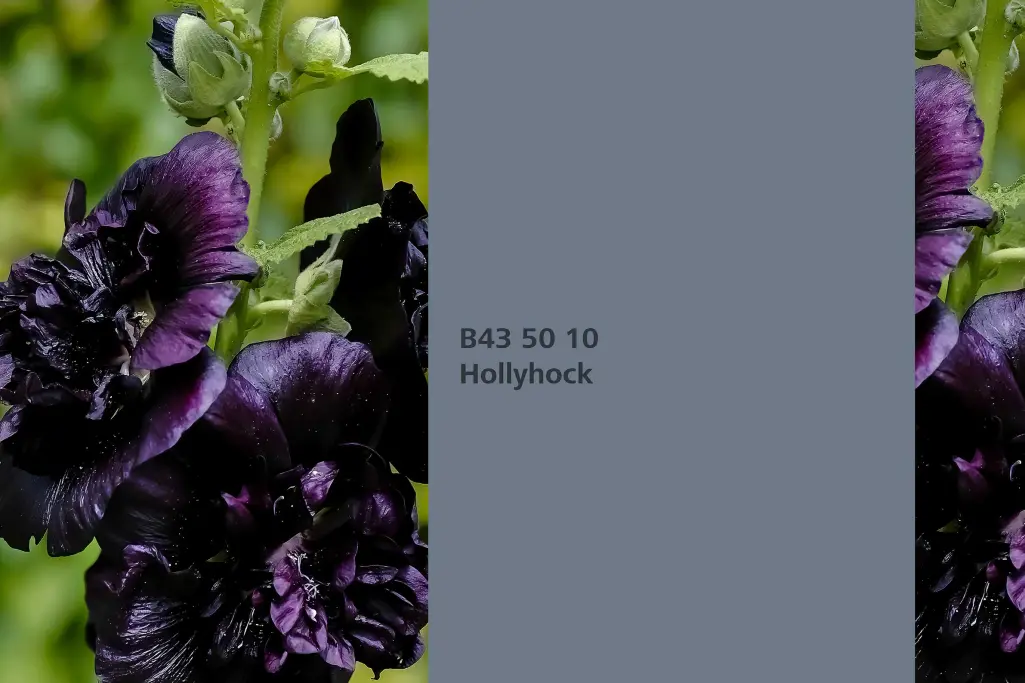 Kolor Hollyhock, malwa, kolor natury Interior Colors 24+