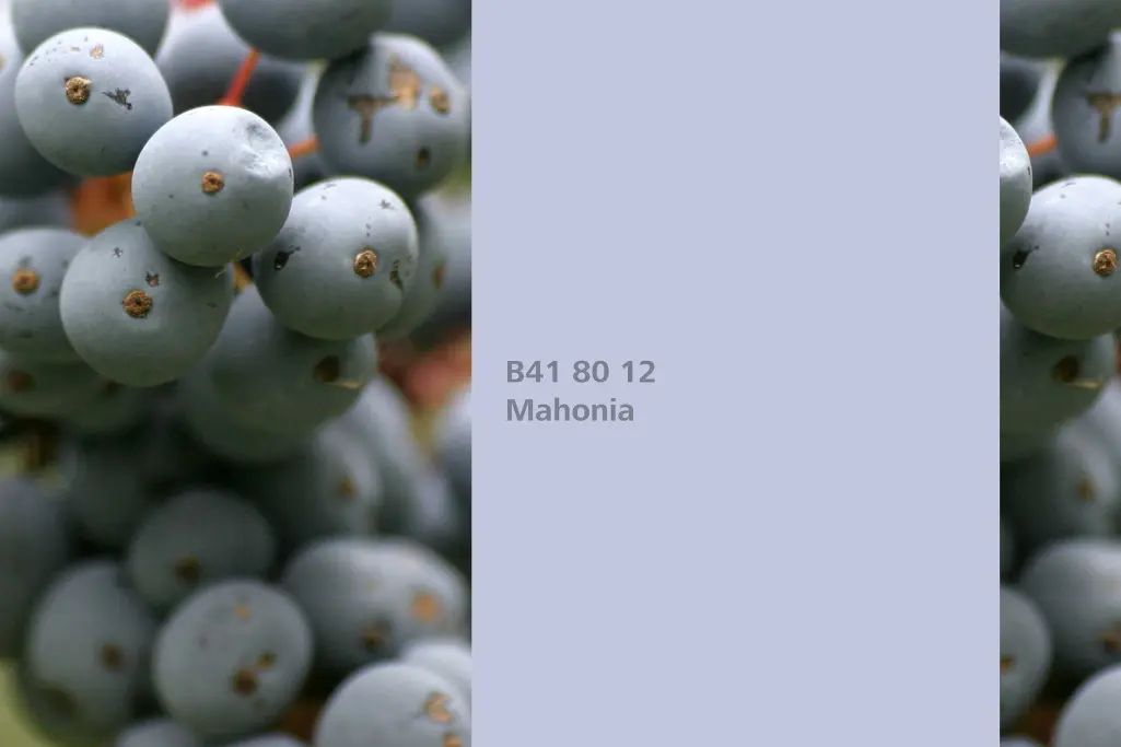 Kolor Mahonia, owoce mahonii (Mahonia aquifolium), kolor natury Interior Colors 24+