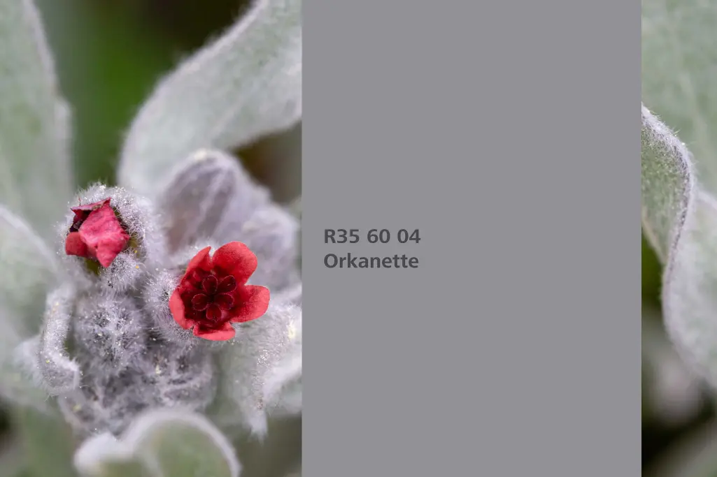 Kolor Orkanette, czerwienica, kolor natury Interior Colors 24+