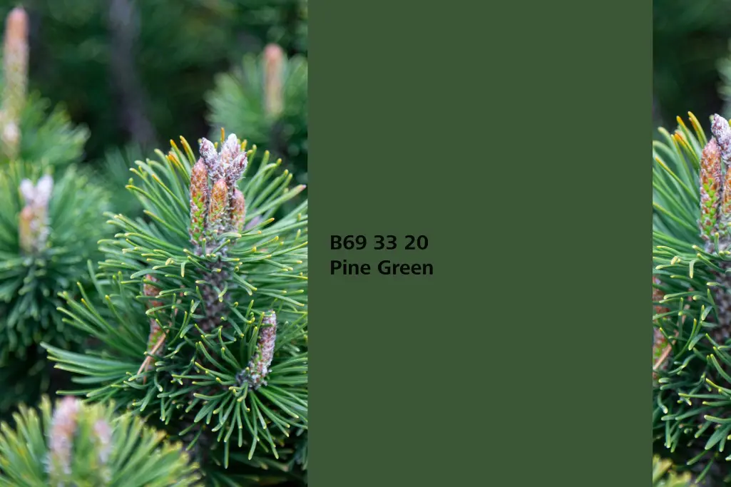 Kolor Pine Green, sosna leśna (Pinus sylves,kolor natury Interior Colors 24+