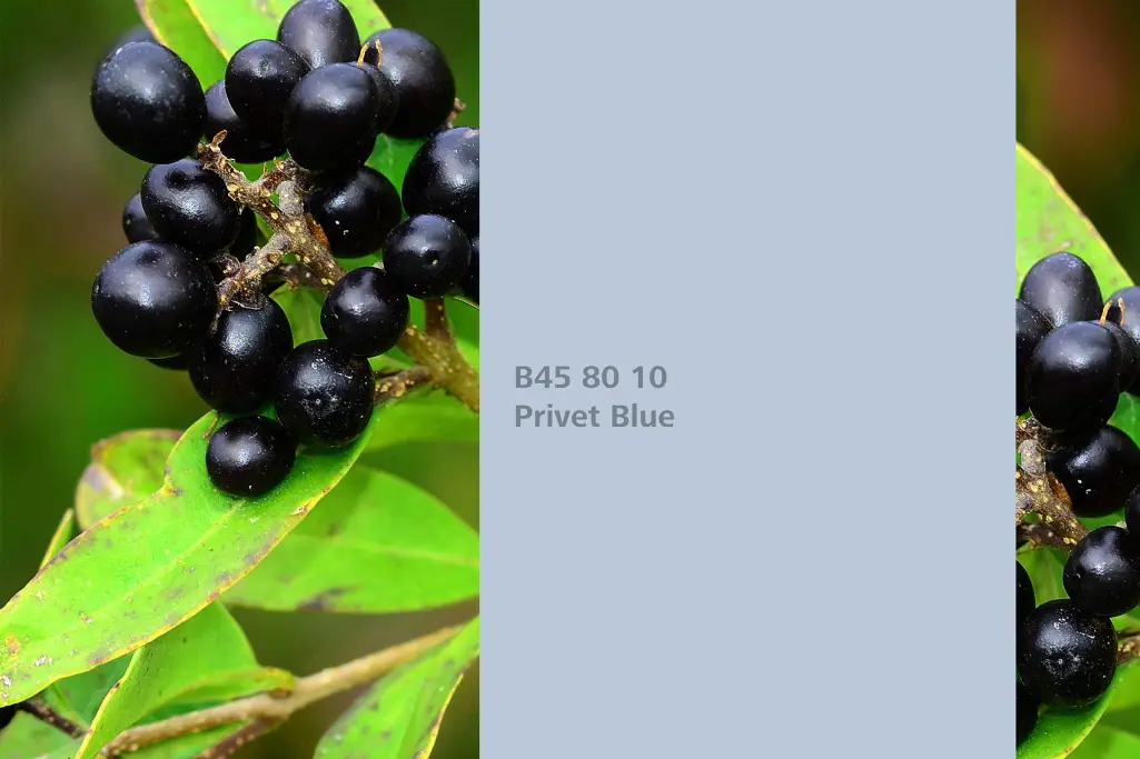 Kolor Privet Blue, Ligustr (Ligustrum vulgare), kolor natury Interior Colors 24+
