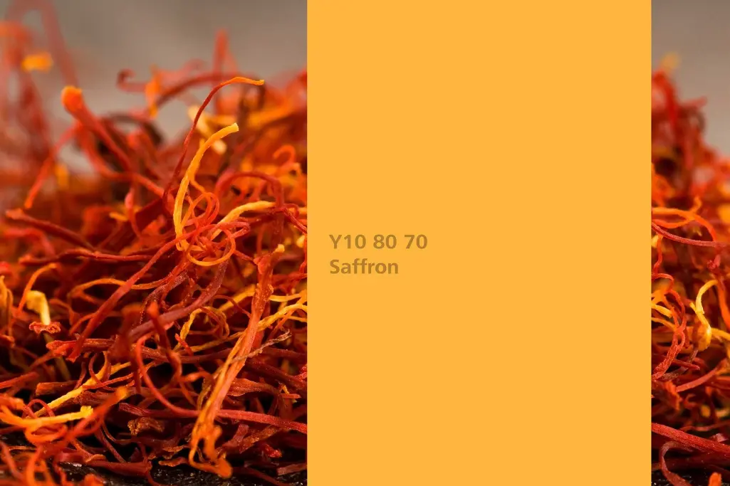 Kolor Saffron, szafran (Crocus sativus), kolor natury Interior Colors 24+