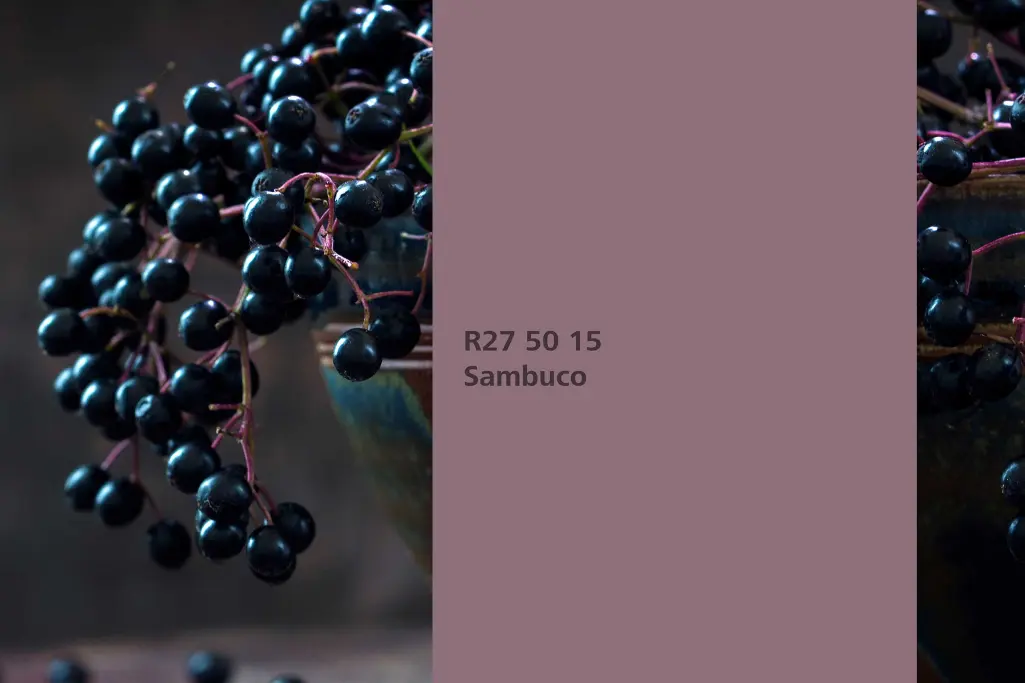 Interior Colors 24+, kolor Sambuco, roślina barwiąca czarny bez