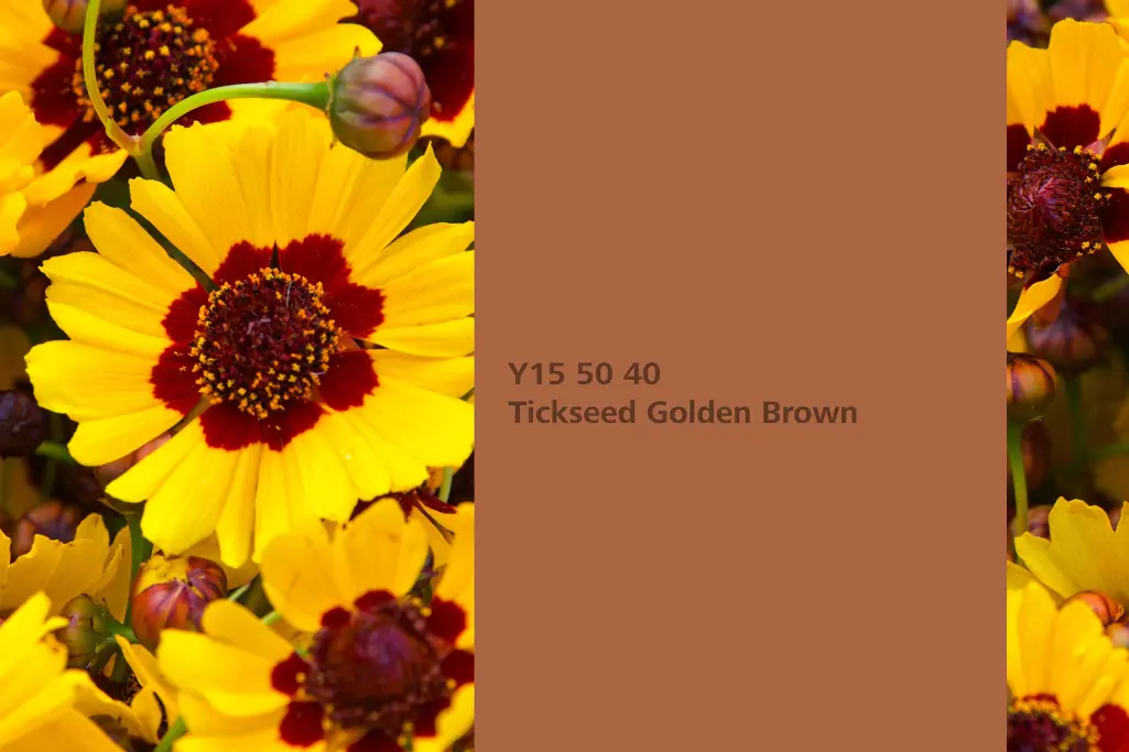 Kolor Tickseed Golden Brown kolekcji Interior Colors 2024+ , kwiaty dziewanny