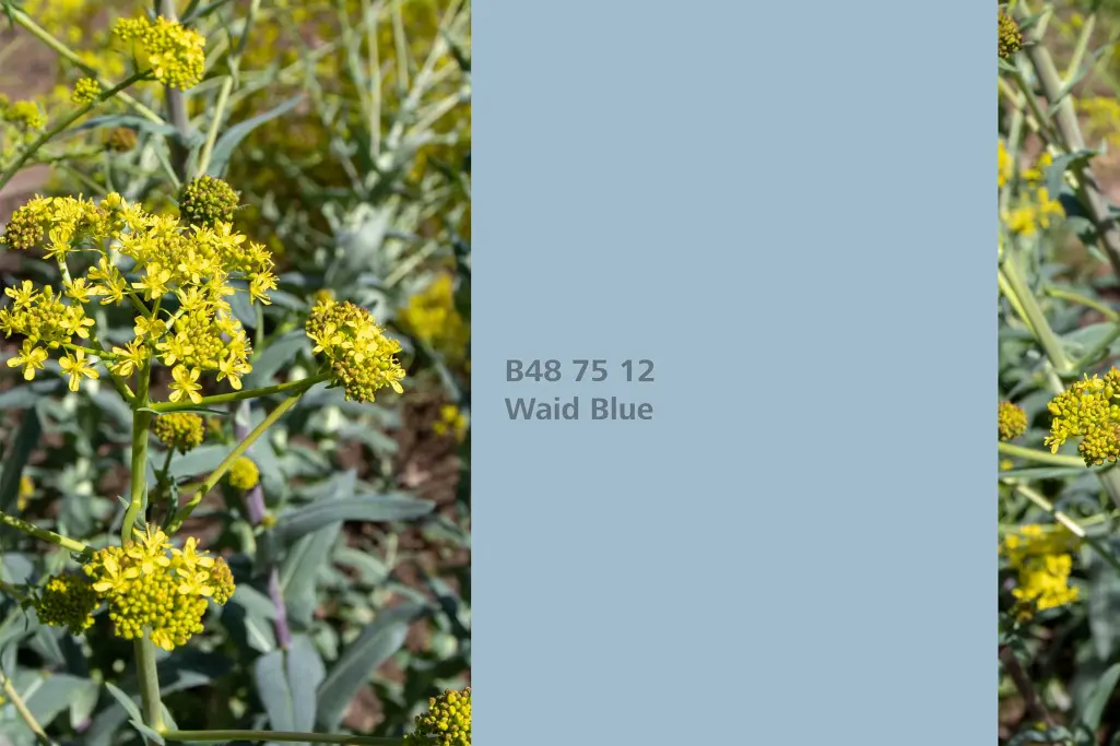 Kolor Waid Blue, oczar wirginijski (Isatis tinctoria), kolor natury Interior Colors 24+